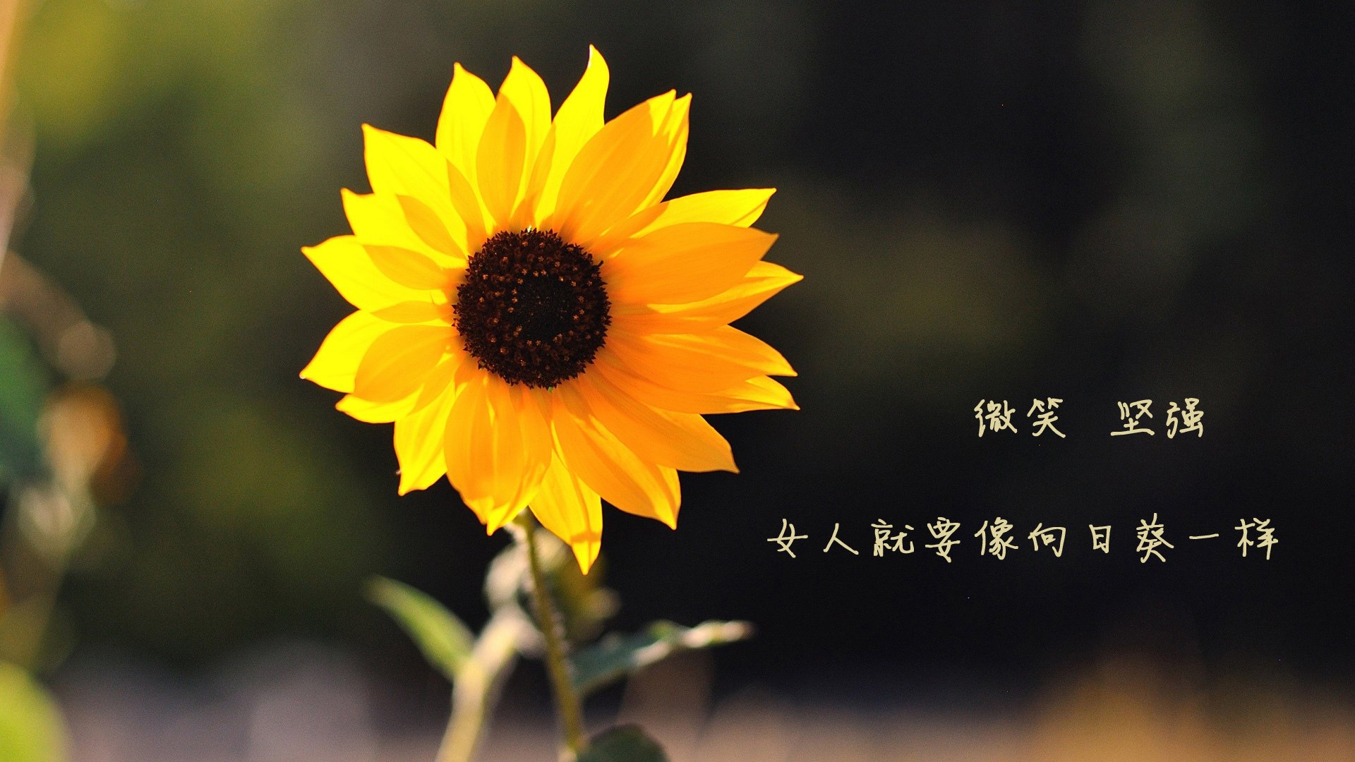 特色自行车越野赛，森林深处的速度较量，专业越野自行车特技,视频