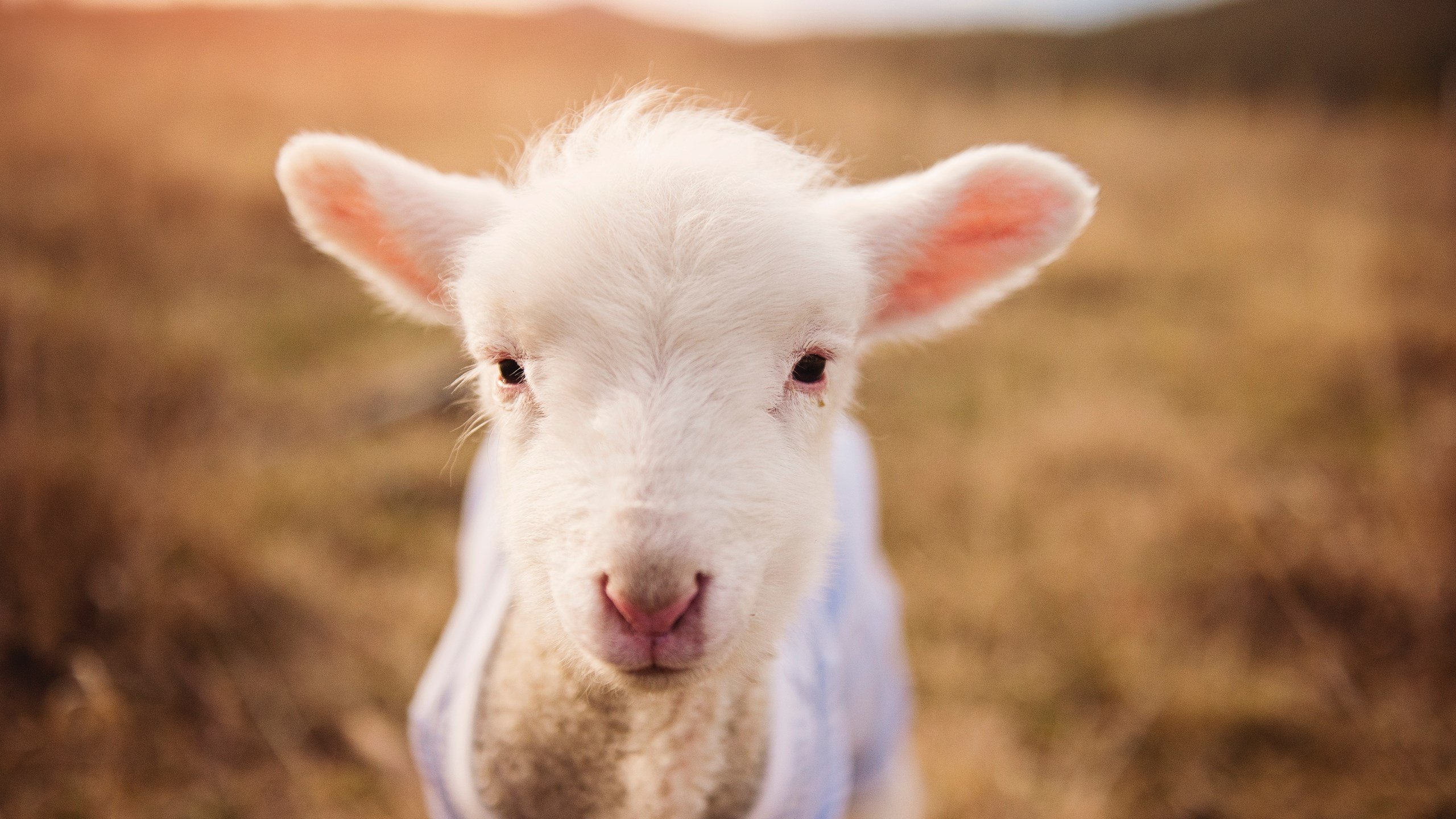 维尔·冯·威克:强势突破,南非队进攻体系的重要支柱,维尔纳冯弗里奇