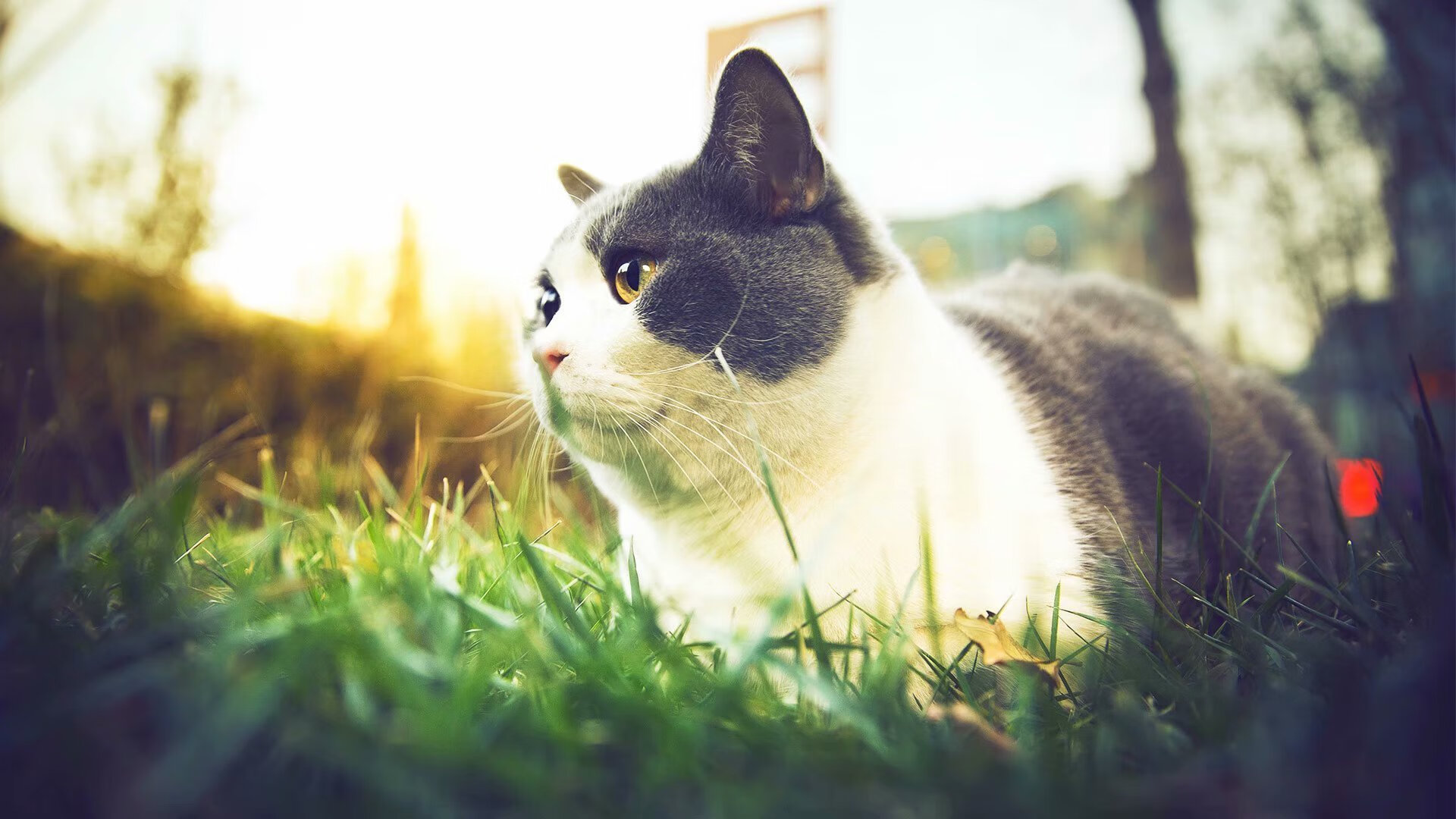 世俱杯足球赛事在线直播-青少年篮球选拔赛公平公正规范竞争环境和流程，青少年篮球比赛规则